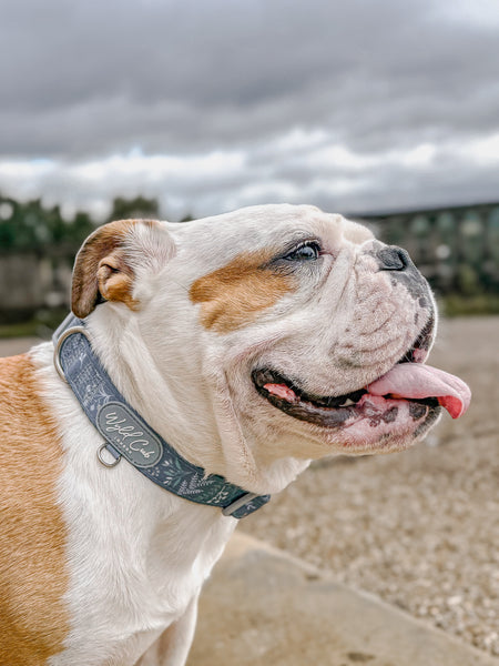 Adjustable Dog Collar: Chiswick Dovetail