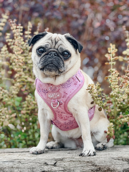 Adjustable Dog Harness: Chiswick Rosewood