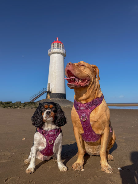 Step & Switch® Dog Harness: Chiswick Fig
