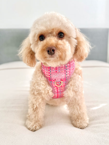 Adjustable Dog Harness: Belgravia Bonbon