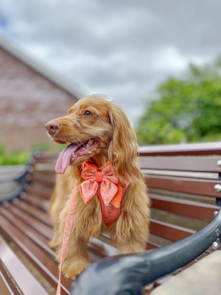 Dog Butterfly Bow: Chiswick Papaya