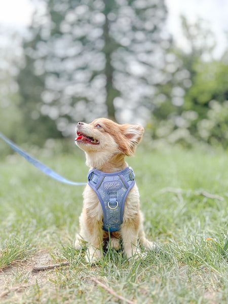 Dog Lead: Chiswick Aeris