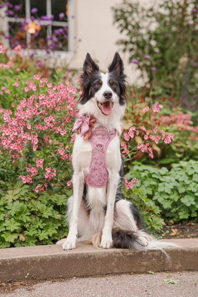 Step & Switch® Dog Harness: Chiswick Rosewood