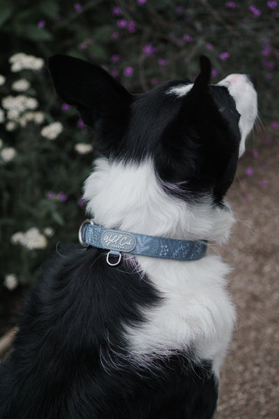 Adjustable Dog Collar: Chiswick Dovetail