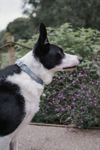 Adjustable Dog Collar: Chiswick Dovetail
