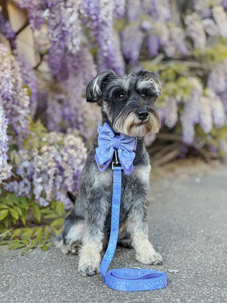 Dog Butterfly Bow: Chiswick Aeris