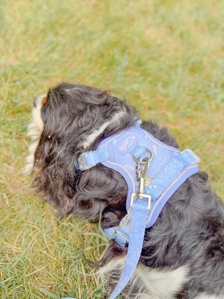 Dog Lead: Chiswick Aeris