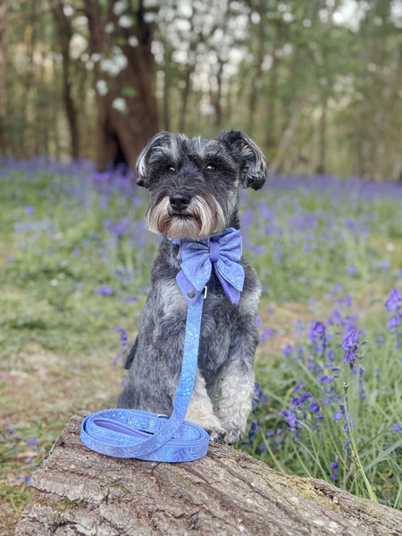 Dog Lead: Chiswick Aeris