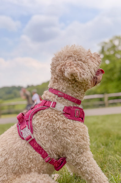 Adjustable Dog Collar: Chiswick Dragonfruit