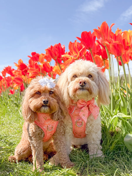 Step & Switch® Dog Harness: Chiswick Papaya