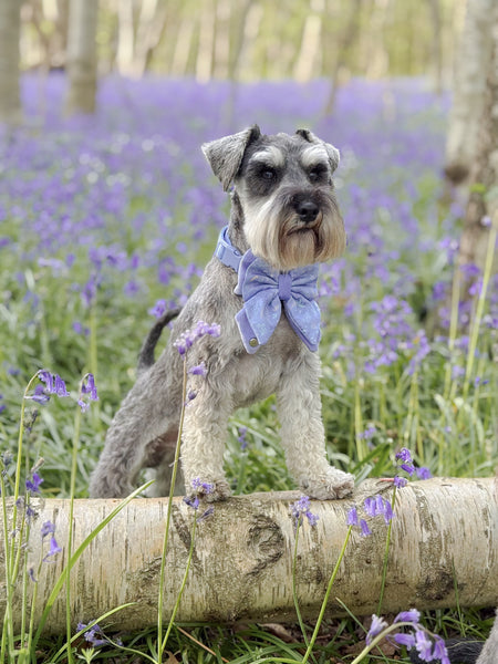 Dog Butterfly Bow: Chiswick Aeris