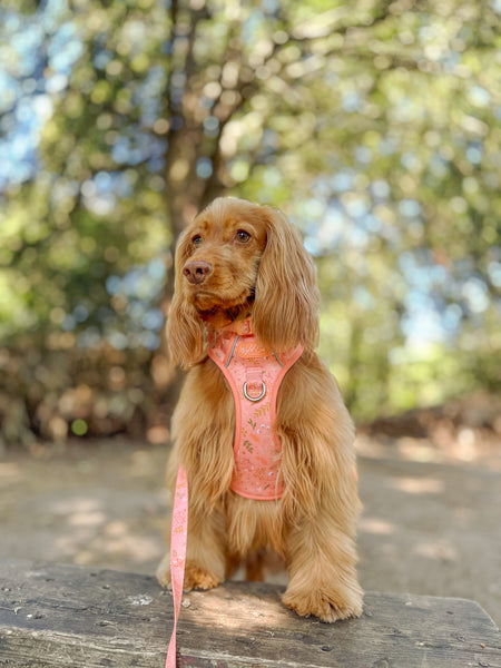 Step & Switch® Dog Harness: Chiswick Papaya
