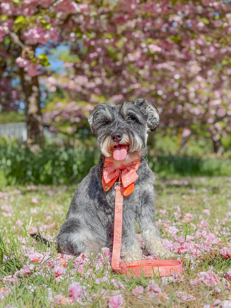 Adjustable Dog Collar: Chiswick Papaya