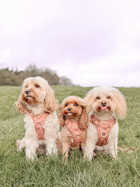 Step & Switch® Dog Harness: Chiswick Nutmeg