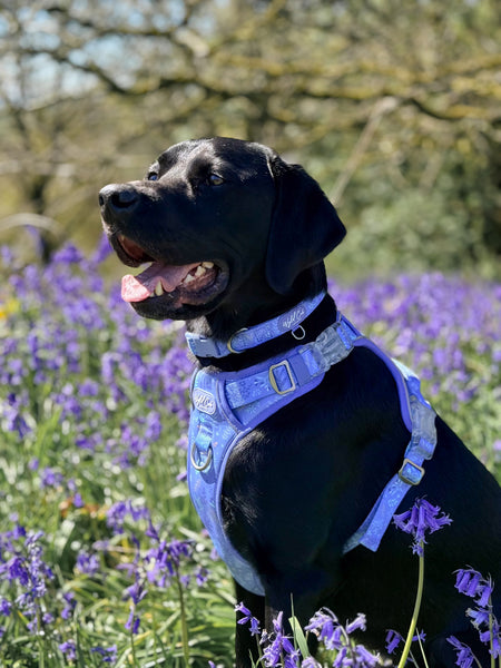Step & Switch® Dog Harness: Chiswick Aeris