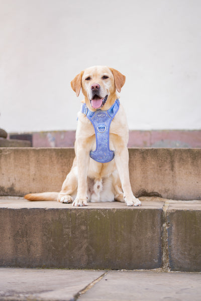 Step & Switch® Dog Harness: Chiswick Aeris