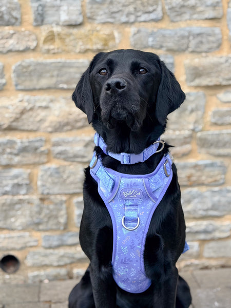 Step & Switch® Dog Harness: Chiswick Aeris