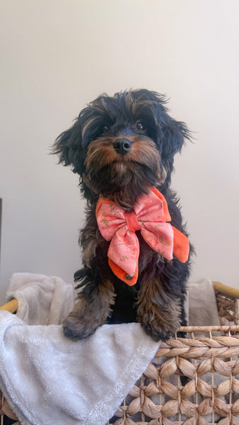 Dog Butterfly Bow: Chiswick Papaya