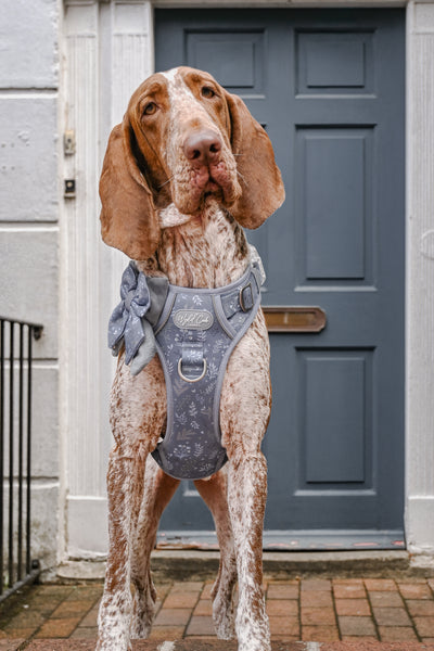 Step & Switch® Dog Harness: Chiswick Dovetail