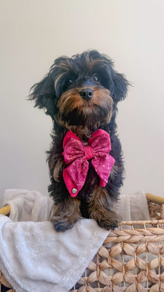 Dog Butterfly Bow: Chiswick Dragonfruit