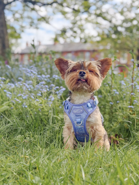 Step & Switch® Dog Harness: Chiswick Aeris