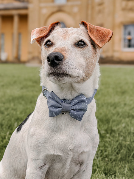 Dog Dickie Bow: Chiswick Dovetail