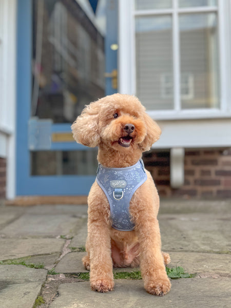 Adjustable Dog Harness: Chiswick Dovetail