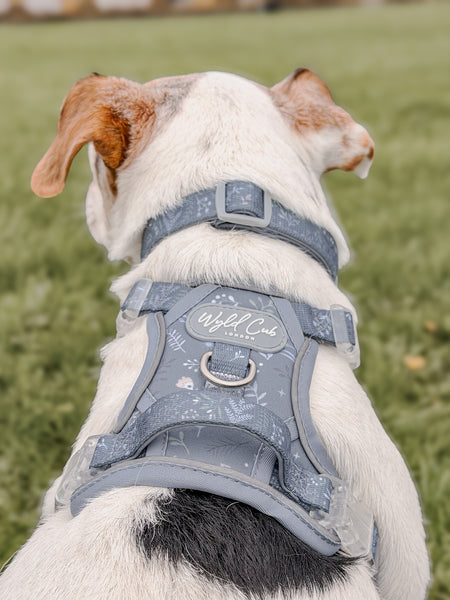 Adjustable Dog Collar: Chiswick Dovetail