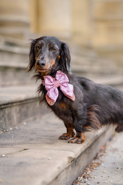Dog Butterfly Bow: Chiswick Rosewood