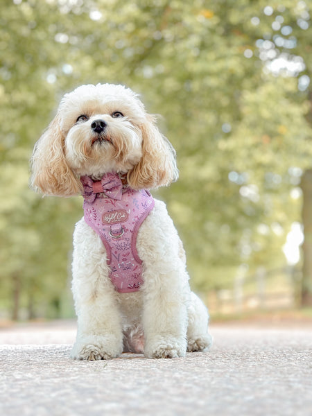 Dog Dickie Bow: Chiswick Rosewood