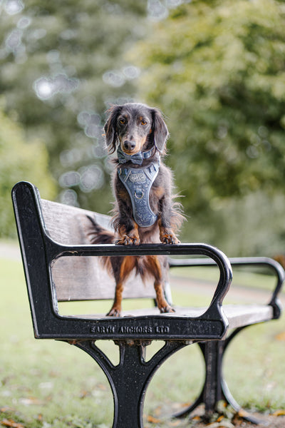 Dog Dickie Bow: Chiswick Dovetail