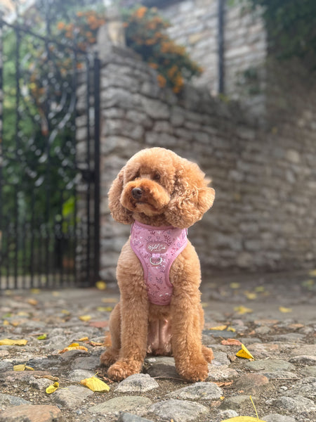 Adjustable Dog Harness: Chiswick Rosewood