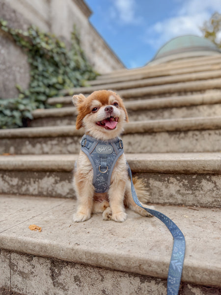 Step & Switch® Dog Harness: Chiswick Dovetail