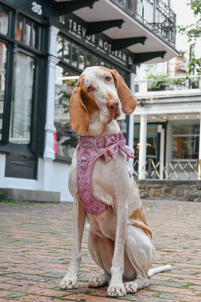 Step & Switch® Dog Harness: Chiswick Rosewood