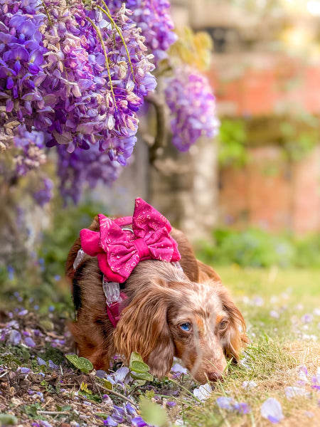 Dog Butterfly Bow: Chiswick Dragonfruit