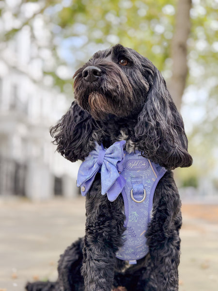 Step & Switch® Dog Harness: Chiswick Aeris