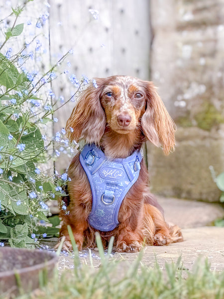Step & Switch® Dog Harness: Chiswick Aeris