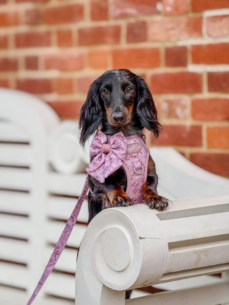 Dog Sailor Bow: Chiswick Rosewood