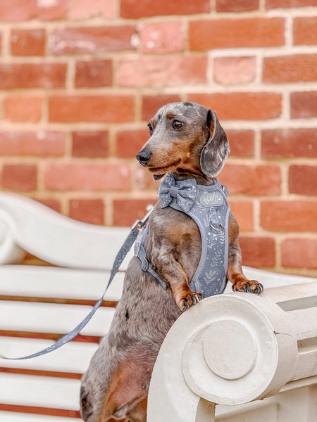 Dog Dickie Bow: Chiswick Dovetail
