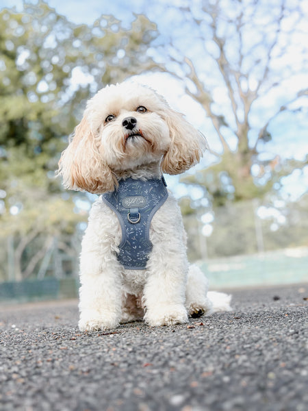 Adjustable Dog Harness: Chiswick Dovetail