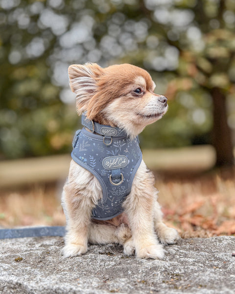 Adjustable Dog Harness: Chiswick Dovetail