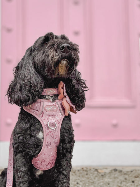 Step & Switch® Dog Harness: Chiswick Rosewood