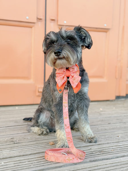 Dog Butterfly Bow: Chiswick Papaya