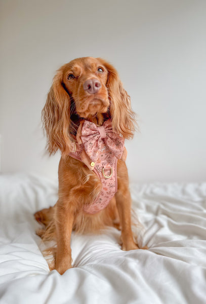 Dog Butterfly Bow: Chiswick Nutmeg