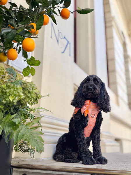 Step & Switch® Dog Harness: Chiswick Papaya