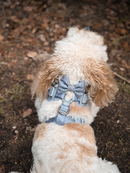 Adjustable Dog Harness: Chiswick Dovetail