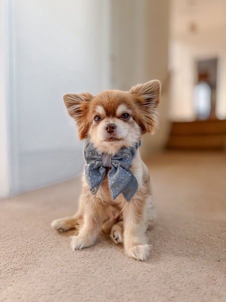 Dog Butterfly Bow: Chiswick Dovetail