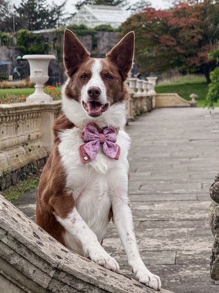 Dog Butterfly Bow: Chiswick Rosewood