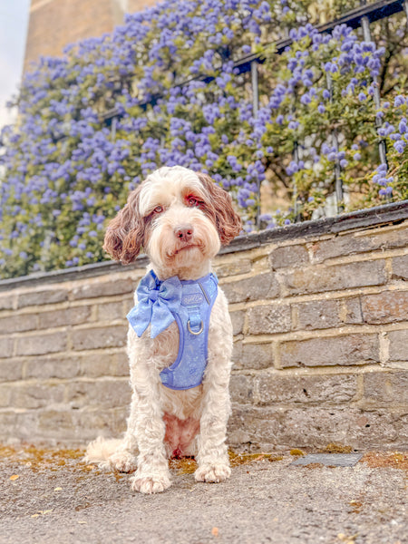 Step & Switch® Dog Harness: Chiswick Aeris