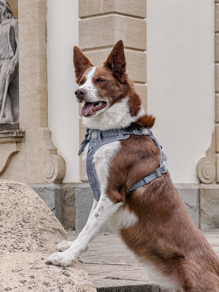 Step & Switch® Dog Harness: Chiswick Dovetail